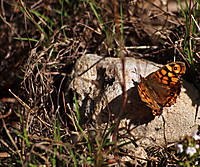 mariposa33.jpg