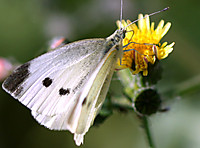 mariposa54.jpg