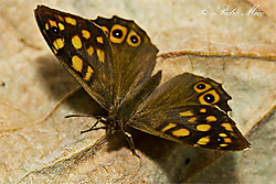 mariposa_2_2.jpg
