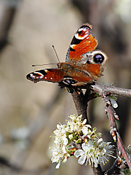 mariposa_pavo_real_Inachis_io_.jpg