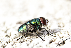 mosca_verde_miniatura.jpg