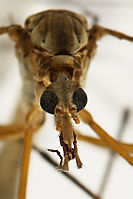 mosquito6.JPG