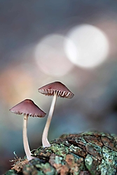 mycena-seynii.jpg