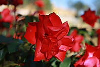 rojo8.jpg