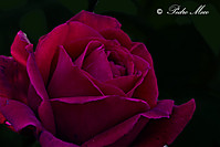 rosa47.jpg