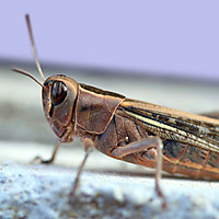 saltamontes23.jpg