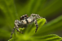 saltarina-libre-4.jpg