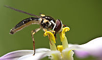 sirfilo-husmeando-el--nectar.jpg