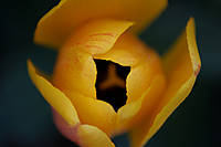 tulipan_amarillo.jpg