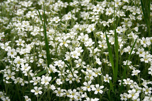 flores_blancas