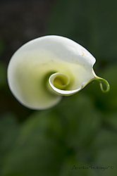 Cala_2014-7.jpg