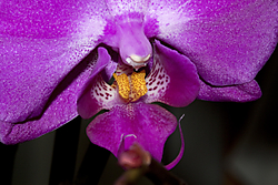 Orquidea-5.jpg