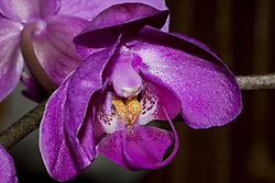 Orquidea-6.jpg