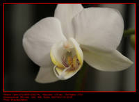 Orquidea_Blanca.jpg