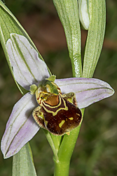 Silvestre-8.jpg