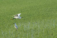 Garzas_en_el_delta.jpg