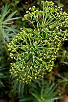 090407-paseo-_MG_7367-Euphorbia_spp2_copia.jpg