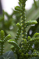 091101-florcactus-3358-peq.JPG