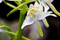 Platanthera_chloranta_copia.jpg