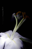 amarilis_blanco_copia.jpg